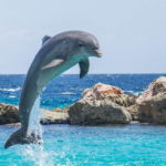 「海水魚の販売を取り扱う卸売業」に関する仕事内容・給料レポート