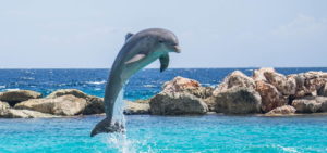 「海水魚の販売を取り扱う卸売業」に関する仕事内容・給料レポート